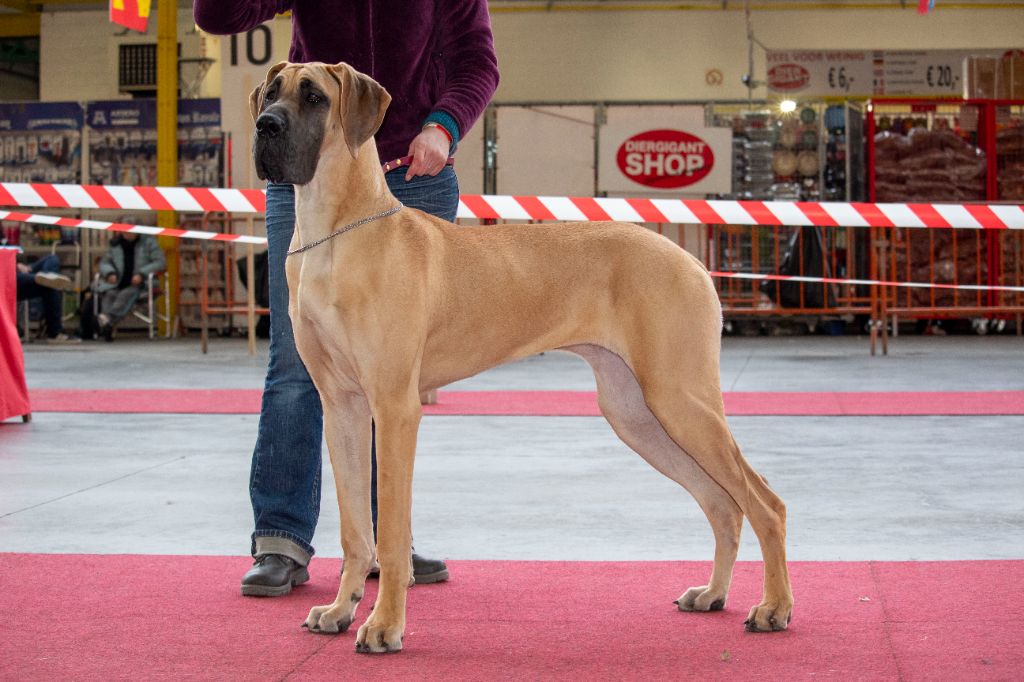 CH. Uzumaki Du Dragon De La Plume Dorée - 2eme très bon