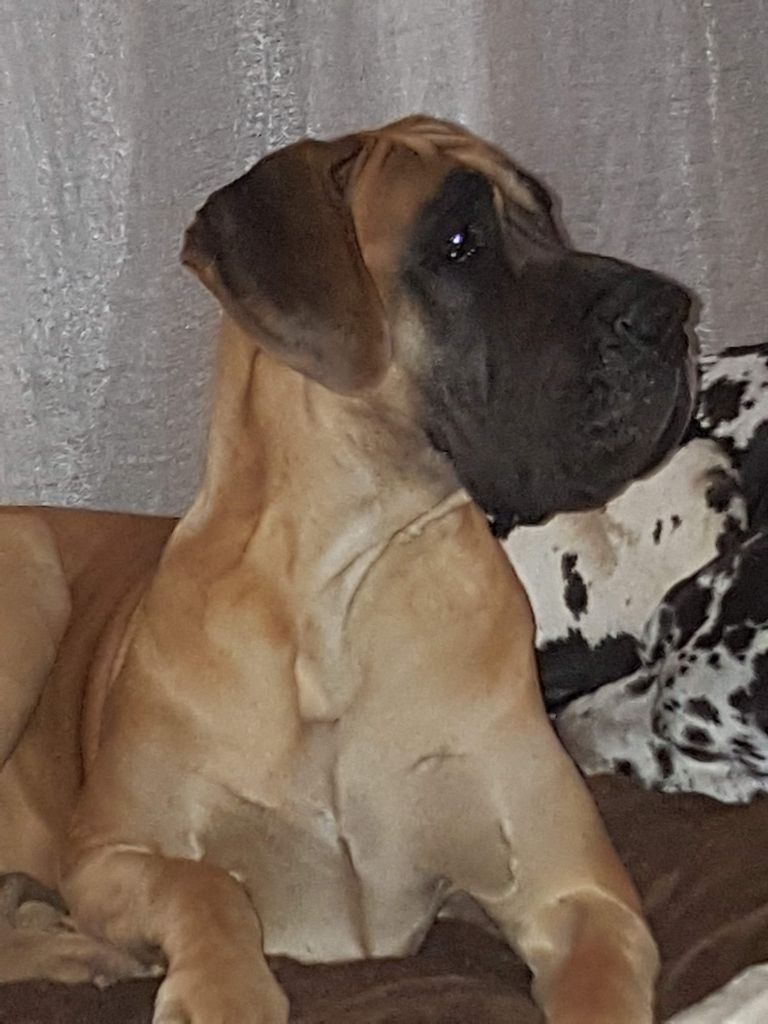 CH. Nina dite haiñeko de l'Hacienda Des Dogos - bon