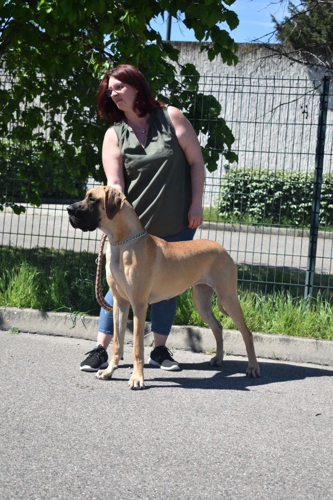 CH. Uzumaki Du Dragon De La Plume Dorée - 1ère excellent + JCAC + meilleur jeune + BOB