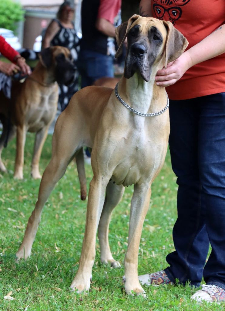 CH. Uzumaki Du Dragon De La Plume Dorée - 3ème excellent