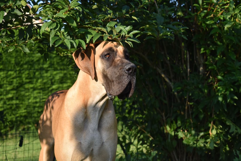 CH. Uzumaki Du Dragon De La Plume Dorée - 1ere excellent + JCAC + BOB jeune