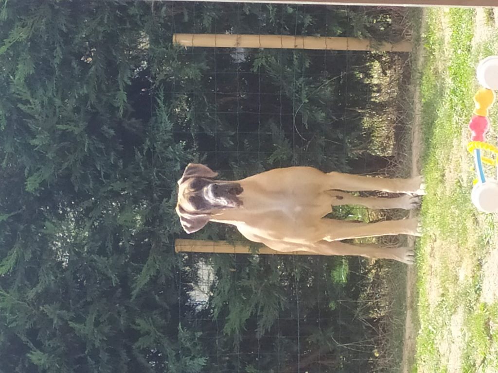 CH. Nina dite haiñeko de l'Hacienda Des Dogos - bon