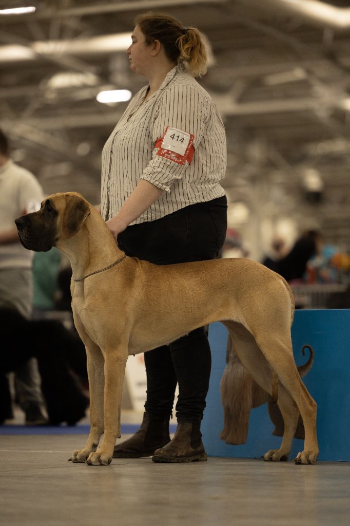 CH. Uzumaki Du Dragon De La Plume Dorée - 2ème excellent