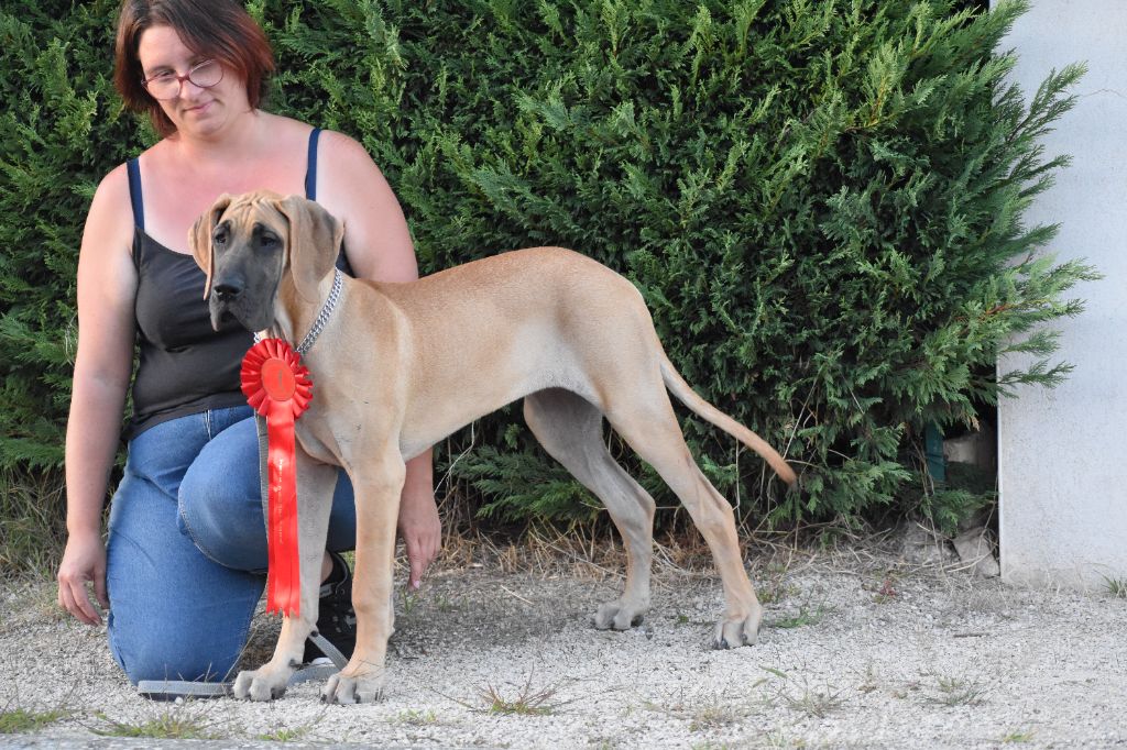 CH. Uzumaki Du Dragon De La Plume Dorée - 1ère très prometteur + meilleur puppy de variété