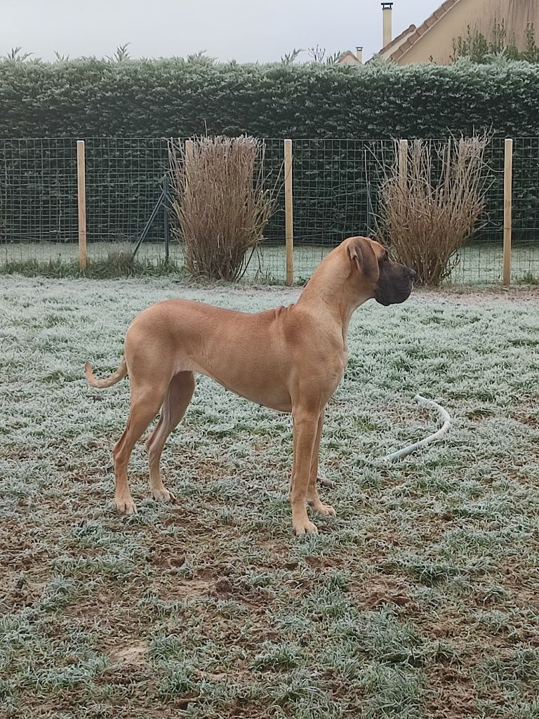 CH. Uzumaki Du Dragon De La Plume Dorée - 1ère excellent + CAC + RCACIB