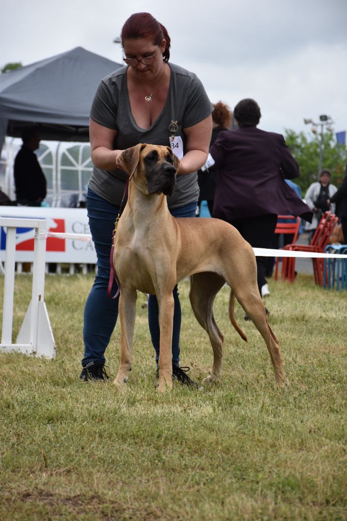 CH. Uzumaki Du Dragon De La Plume Dorée - 1ère excellent + JCACIB