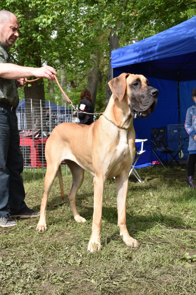 CH. Uzumaki Du Dragon De La Plume Dorée - 1ère excellent + JCAC + meilleur jeune