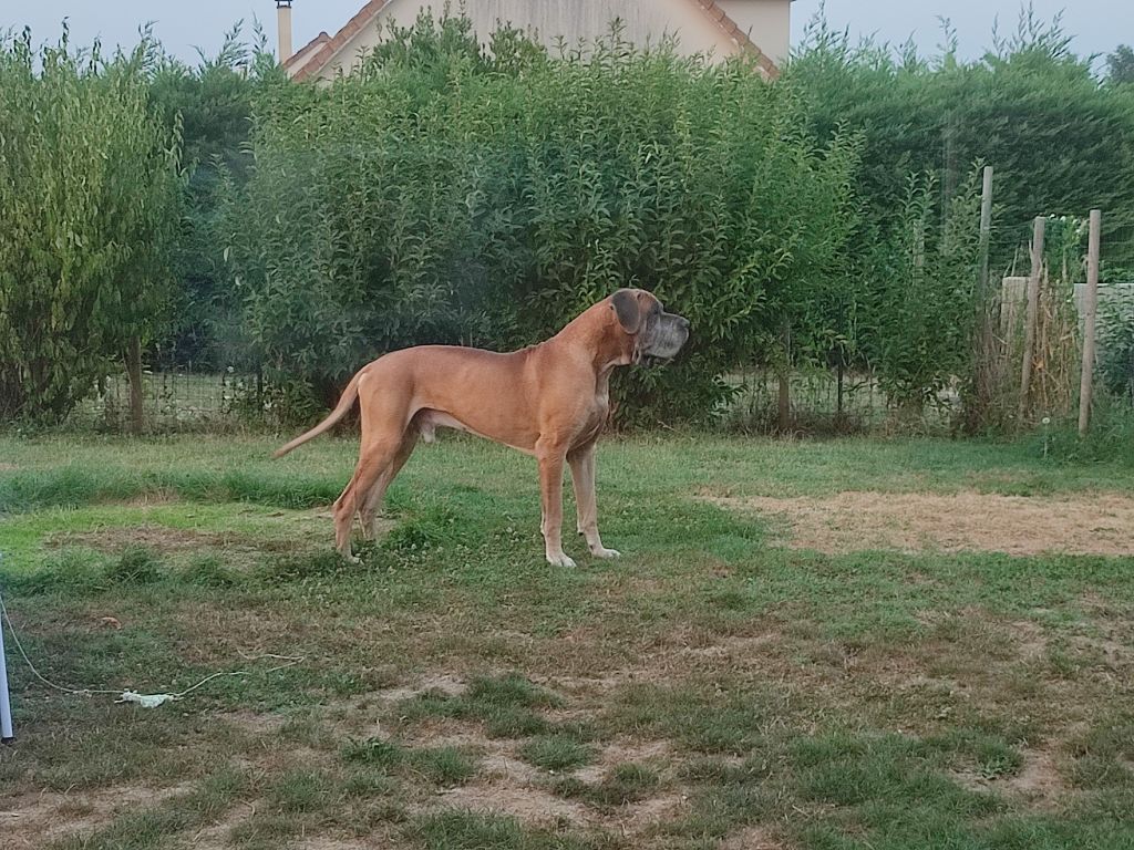 CH. Pandemonium Du Wekomundo Of Dark Angel's - 1er excellent