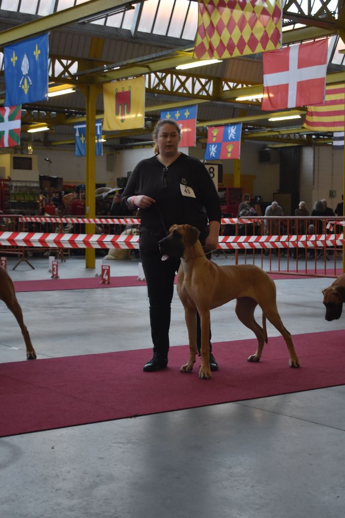 CH. Uzumaki Du Dragon De La Plume Dorée - 3ème très bon