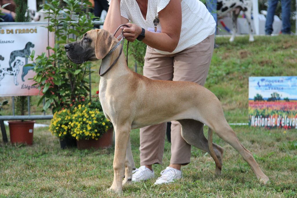 CH. Uzumaki Du Dragon De La Plume Dorée - Très prometteur