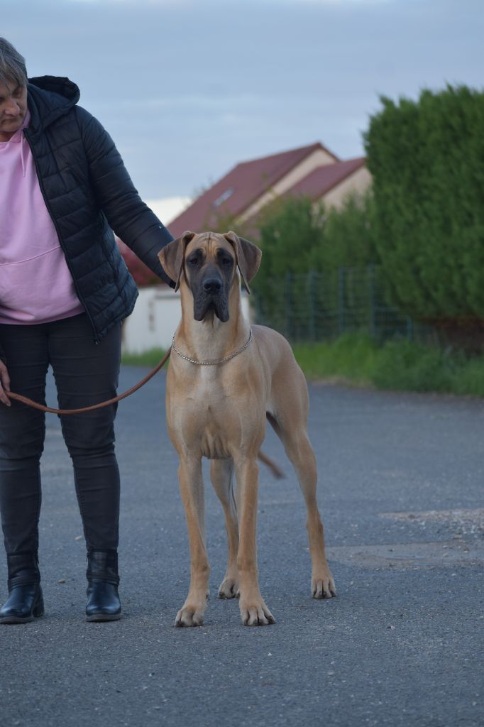 CH. Uzumaki Du Dragon De La Plume Dorée - 1ère excellent + JCACIB + meilleur jeune + jeune winner