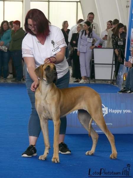 CH. Uzumaki Du Dragon De La Plume Dorée - 1ère excellent + JCACIB + meilleur jeune + jeune winner