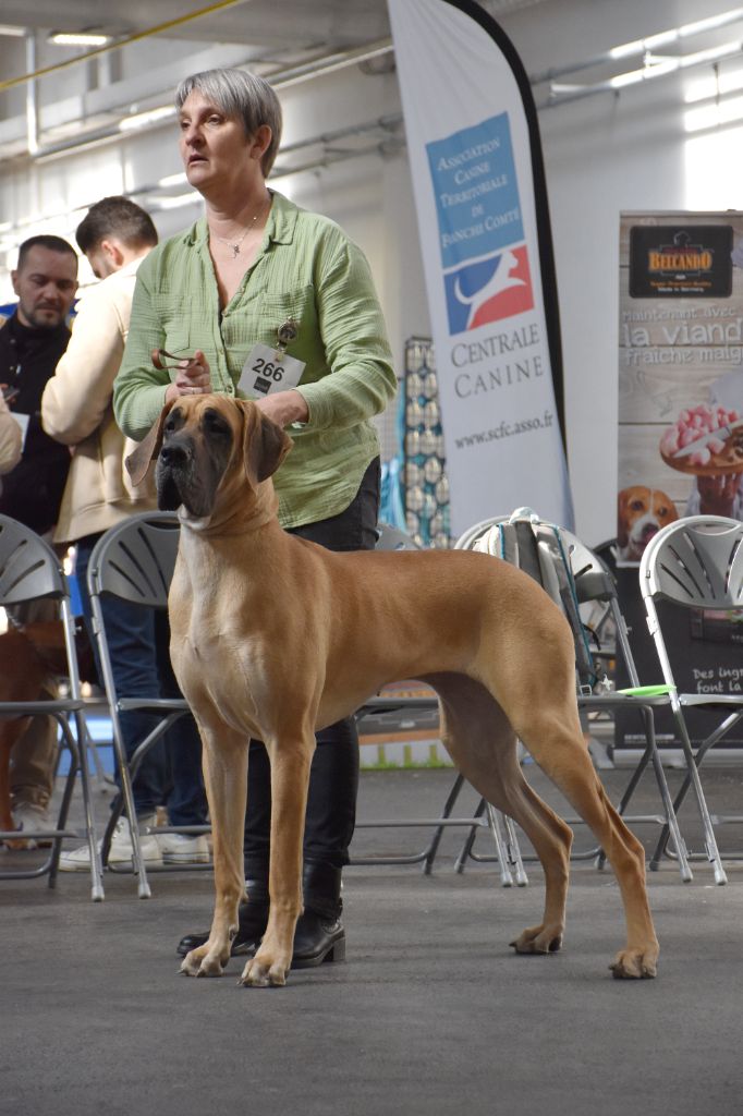 CH. Uzumaki Du Dragon De La Plume Dorée - 1ère excellent + CAC + BOB