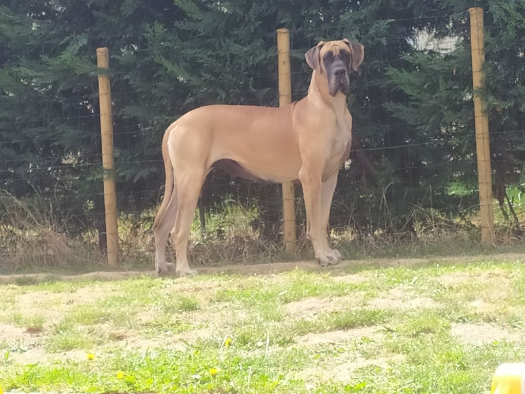 CH. Nina dite haiñeko de l'Hacienda Des Dogos - 1ére excellent + CAC + BOB