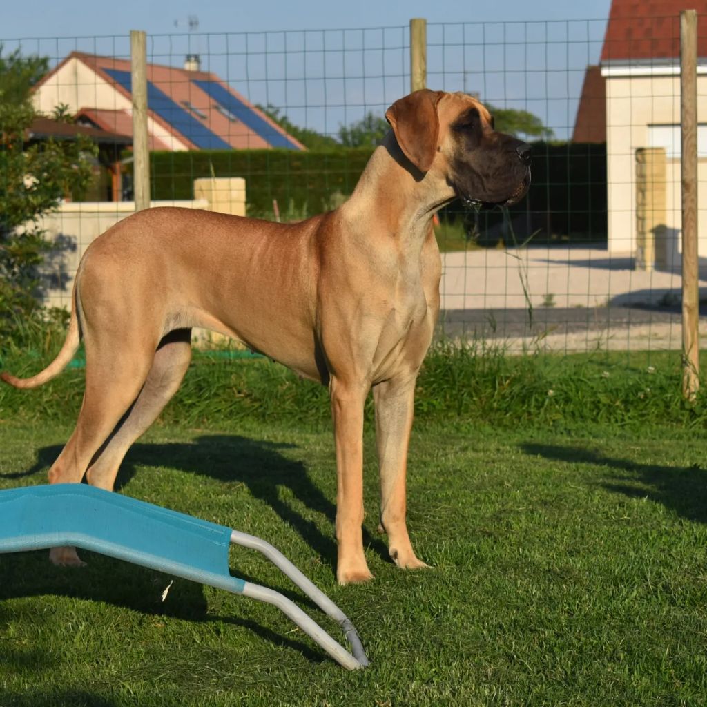 CH. Uzumaki Du Dragon De La Plume Dorée - 1ère excellent + JCAC+ JCACIB + BOB jeune