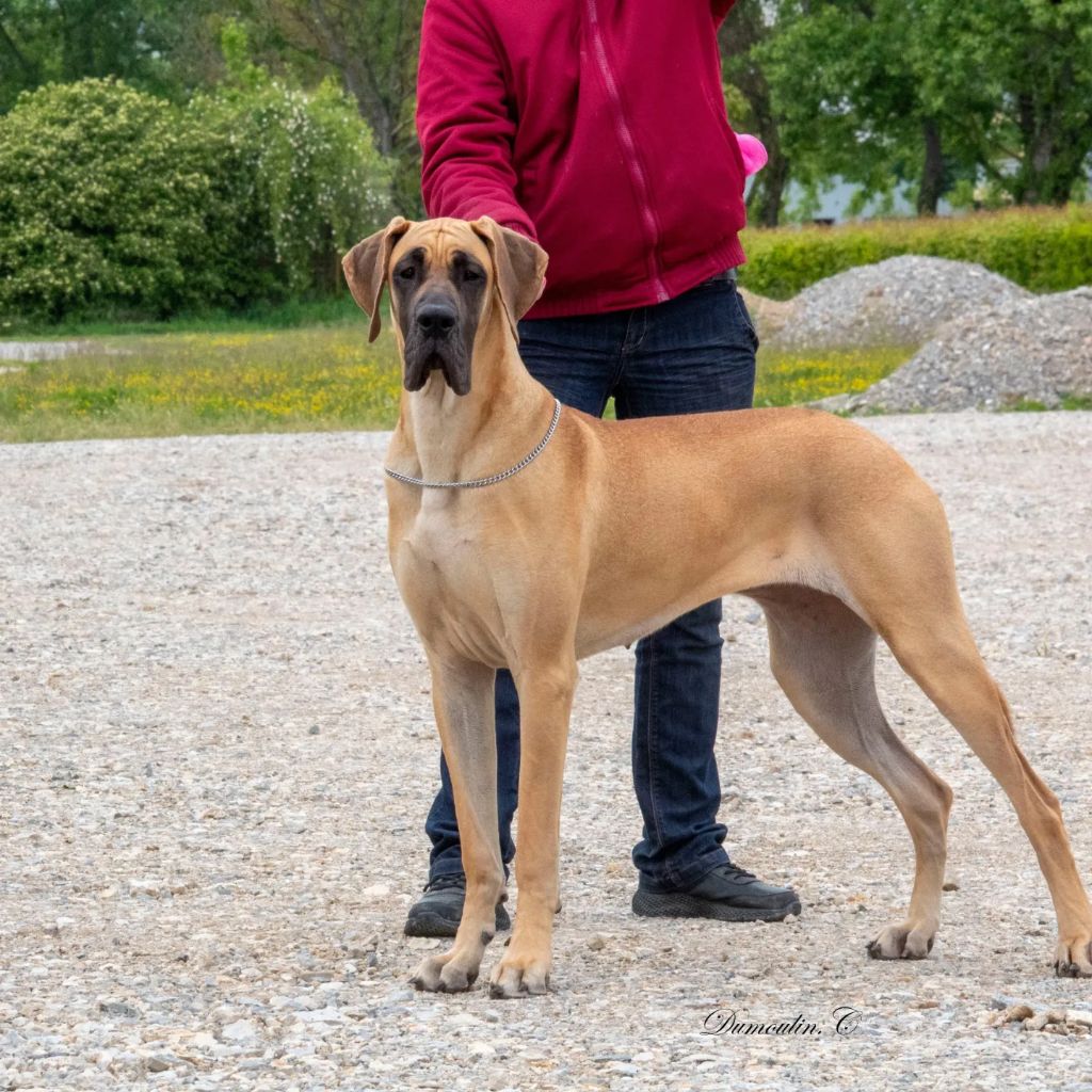 CH. Uzumaki Du Dragon De La Plume Dorée - 3ème très bon