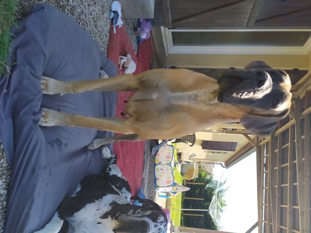 CH. Nina dite haiñeko de l'Hacienda Des Dogos - bon