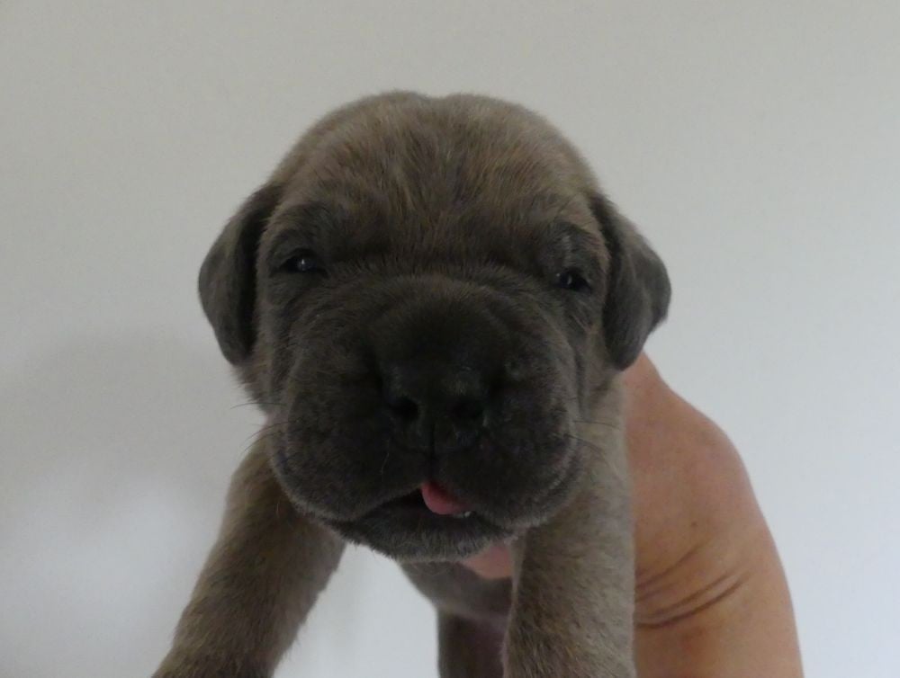 Bieber - Cane Corso