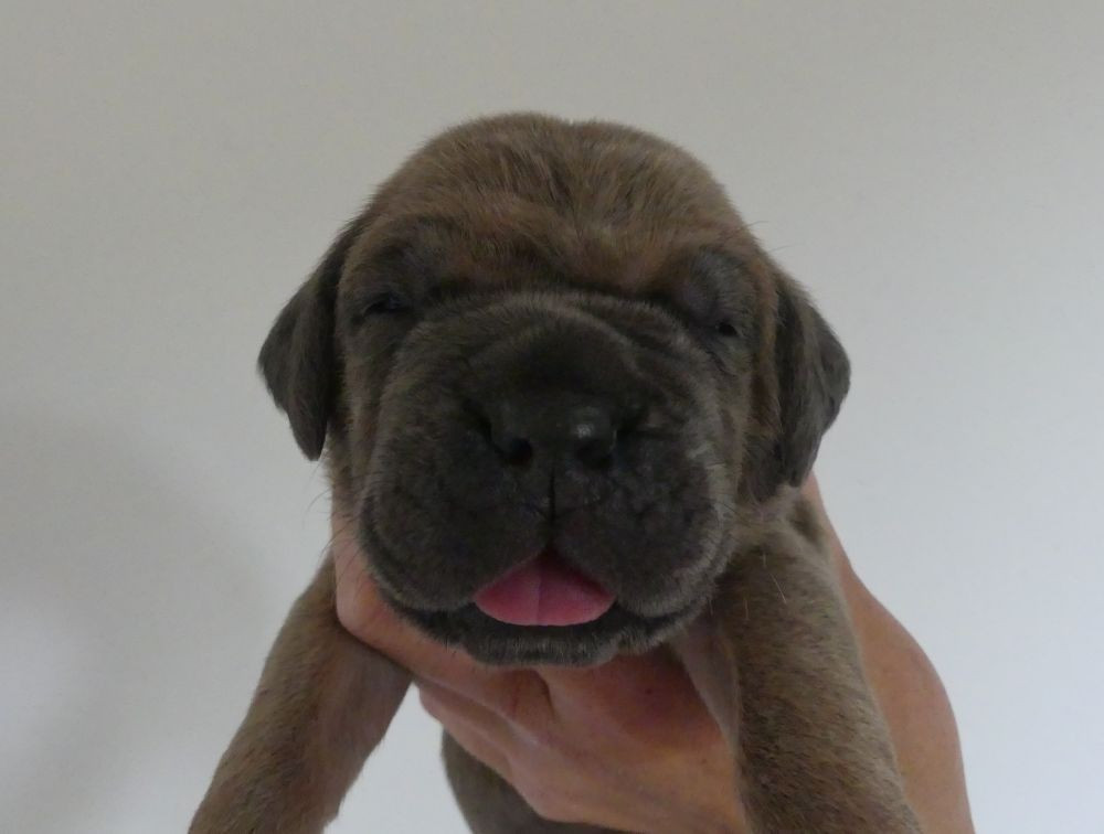 Beyoncé - Cane Corso