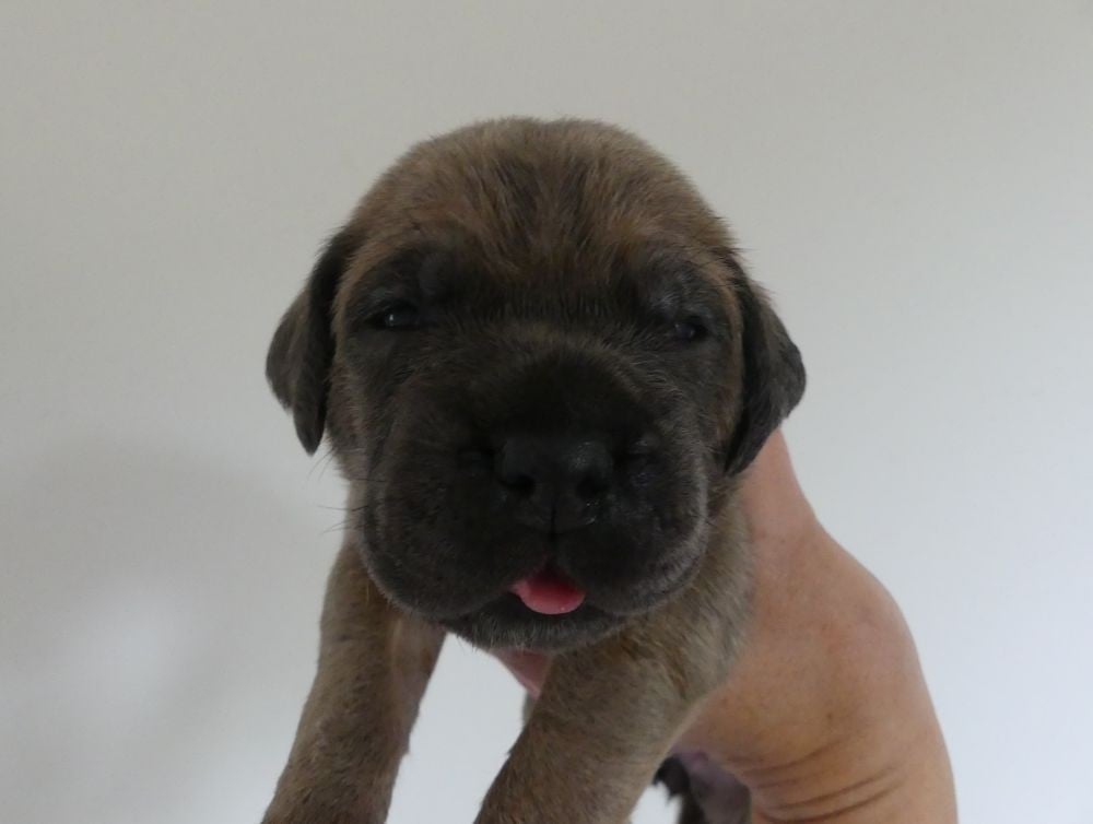 Billie - Cane Corso