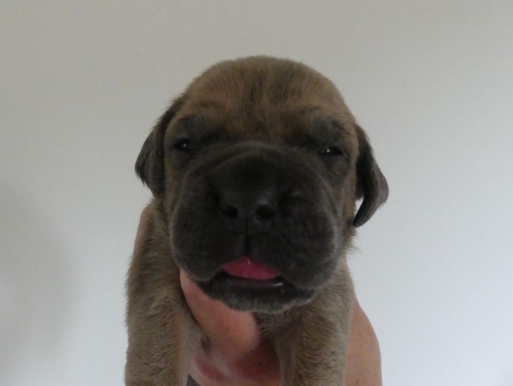 Britney - Cane Corso