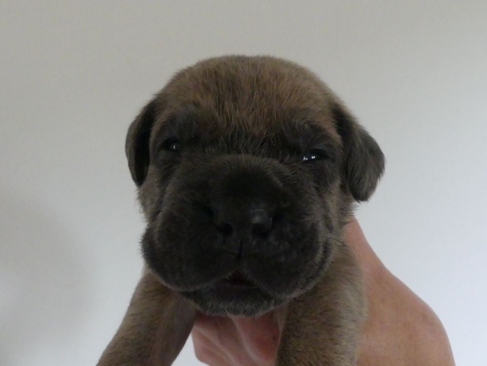 Barbra - Cane Corso