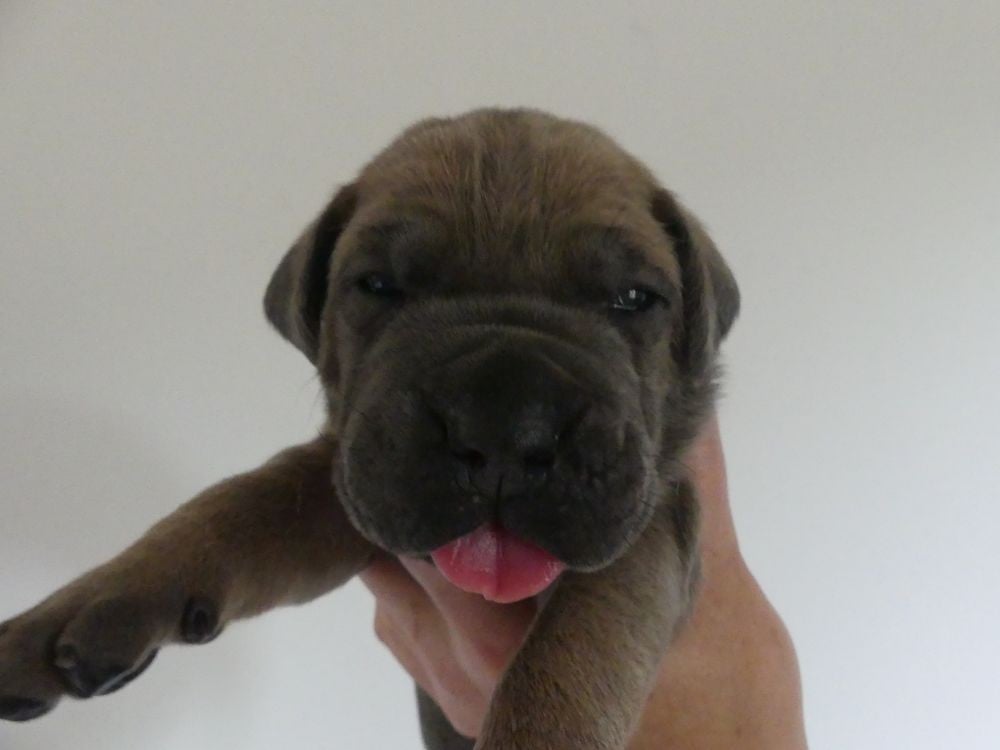 Blondie - Cane Corso