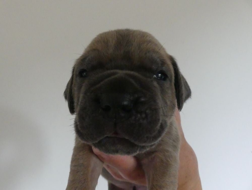 Belinda - Cane Corso