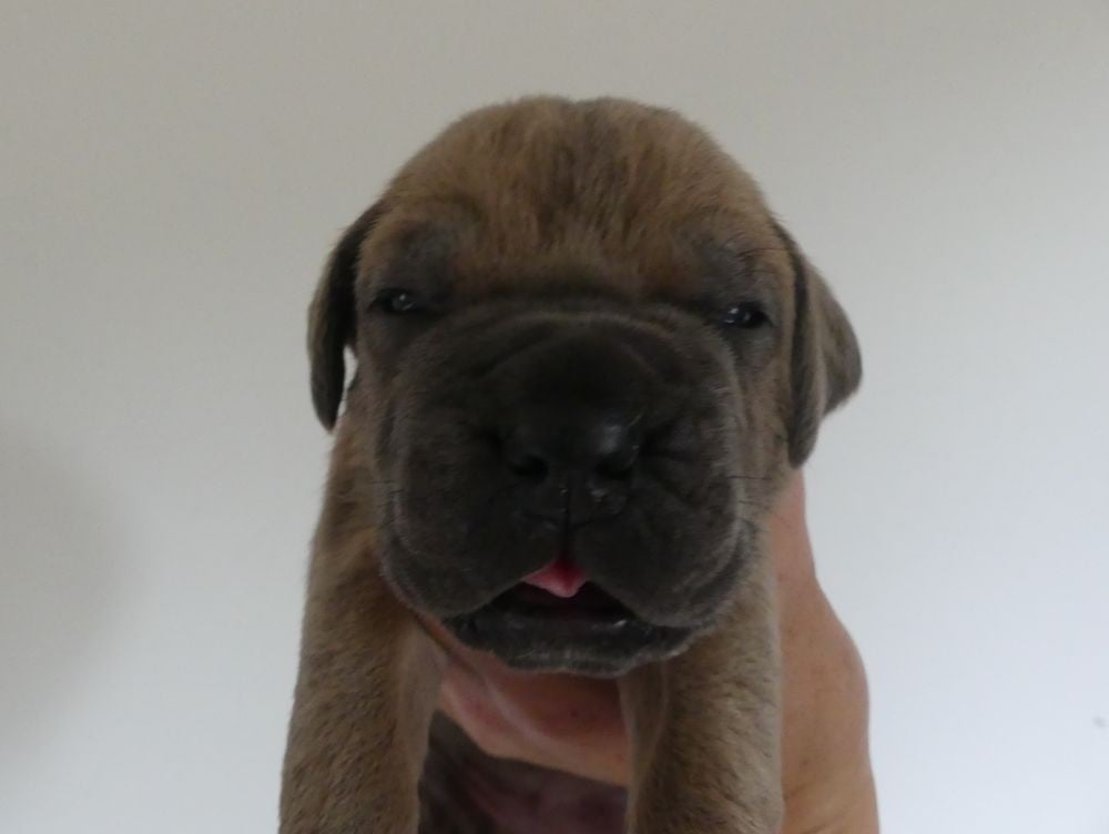 Brenda - Cane Corso