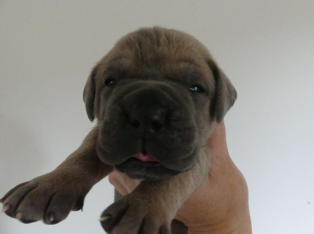 Brandy - Cane Corso