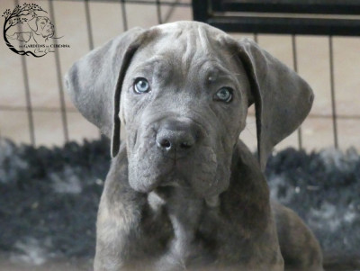 Les chiots de Cane Corso