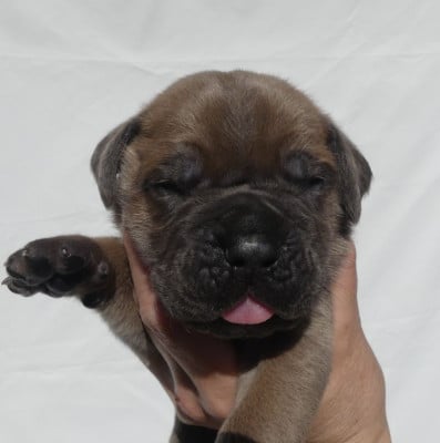 Les chiots de Cane Corso