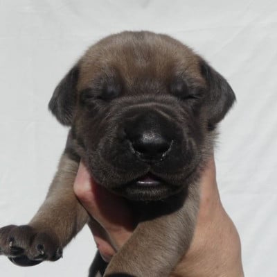 Les chiots de Cane Corso