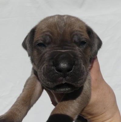 Les chiots de Cane Corso