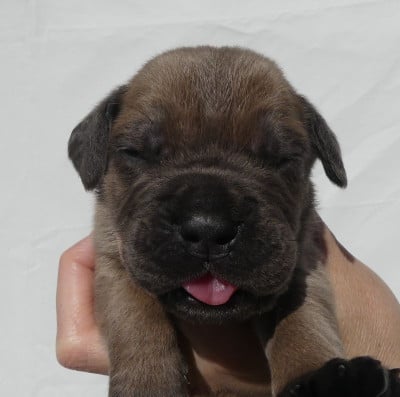 Les chiots de Cane Corso