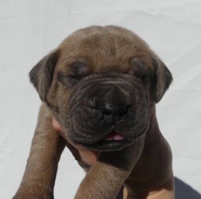 Les chiots de Cane Corso