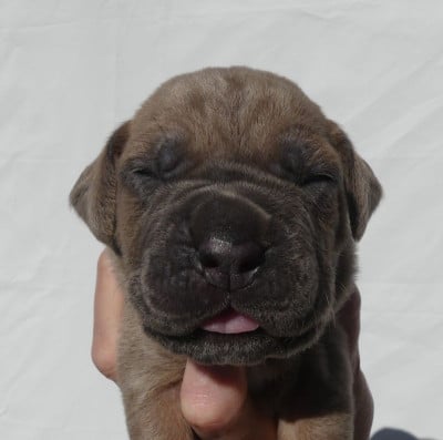 Les chiots de Cane Corso