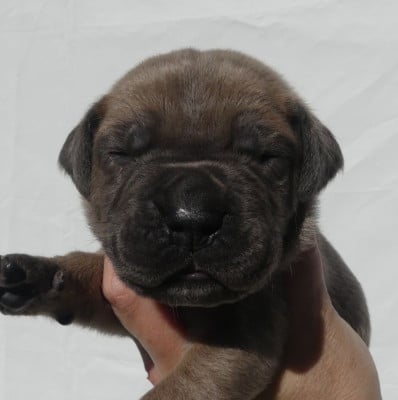 Les chiots de Cane Corso