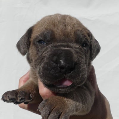 Les chiots de Cane Corso