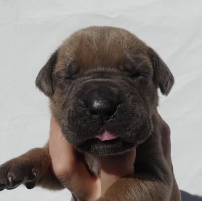 Les chiots de Cane Corso