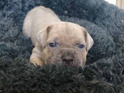 Les chiots de Cane Corso