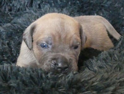 Les chiots de Cane Corso