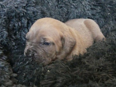 Les chiots de Cane Corso
