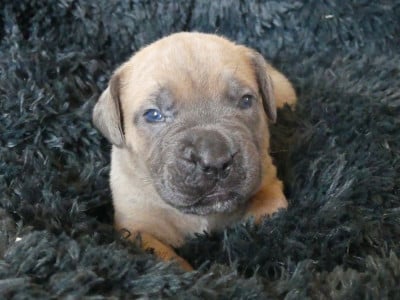Les chiots de Cane Corso