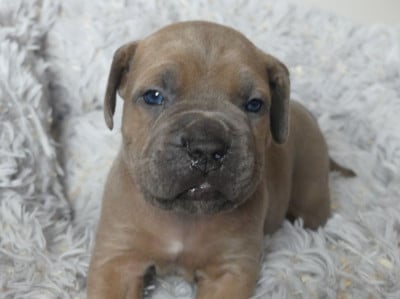 Les chiots de Cane Corso