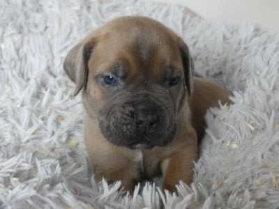 Les chiots de Cane Corso