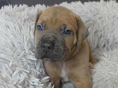 Les chiots de Cane Corso
