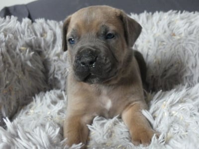 Les chiots de Cane Corso