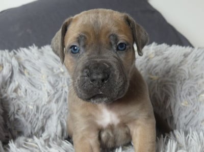 Les chiots de Cane Corso