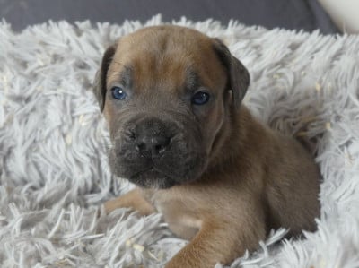 Les chiots de Cane Corso